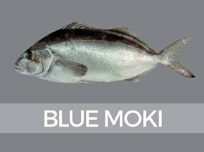 bluemoki-species-id